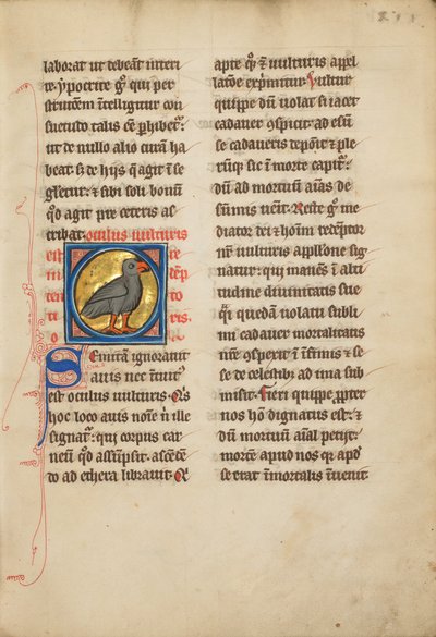 A Vulture by Unbekannt Unbekannt